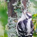Young Woodpecker (Framed 18 X 24  12X18) (Framed 11 X 14  6X9) JAH-214